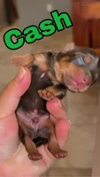 Cash BORN 7/22, a male Yorkshire Terrier for sale in Chattanooga, TN – 4 of 4