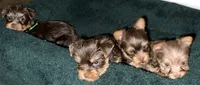 Juliet’s litter-CHOC. Yorkie, a  Yorkshire Terrier for sale in Chattanooga, TN – 5 of 8