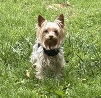 Juliet’s litter-CHOC. Yorkie, a  Yorkshire Terrier for sale in Chattanooga, TN – 3 of 8