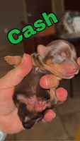 Cash BORN 7/22, a male Yorkshire Terrier for sale in Chattanooga, TN – 3 of 4
