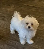 Willie Nelson, a male Maltese for sale in Chattanooga, TN – 2 of 7