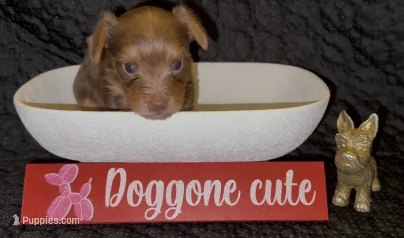 Knox – Yorkshire Terrier puppy for sale in Chattanooga, TN