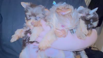 Juliet’s litter-CHOC. Yorkie, a  Yorkshire Terrier for sale in Chattanooga, TN – 8 of 8