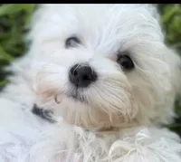 Toby, a male Maltese for sale in Chattanooga, TN – 2 of 4