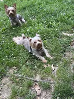 Juliet’s litter-CHOC. Yorkie, a  Yorkshire Terrier for sale in Chattanooga, TN – 4 of 8