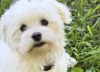 Toby, a male Maltese for sale in Chattanooga, TN – 3 of 4