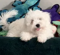 Toby Keith, a male Maltese for sale in Chattanooga, TN – 2 of 7