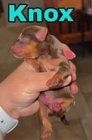 Knox BORN 7/22, a male Yorkshire Terrier for sale in Chattanooga, TN – 3 of 4