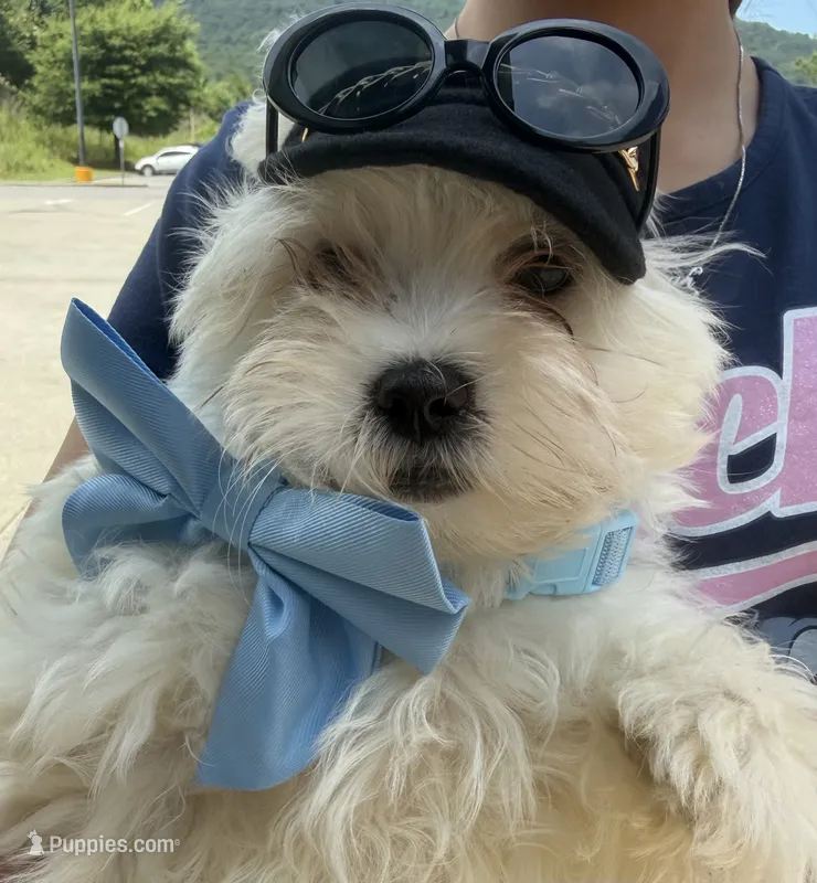 Toby – Maltese puppy for sale in Chattanooga, TN