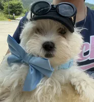 Toby Keith, a male Maltese for sale in Chattanooga, TN – 3 of 7