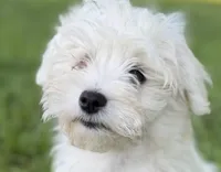 Will, a male Maltese for sale in Chattanooga, TN – 2 of 4