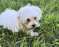 Toby, a male Maltese for sale in Chattanooga, TN – 4 of 4
