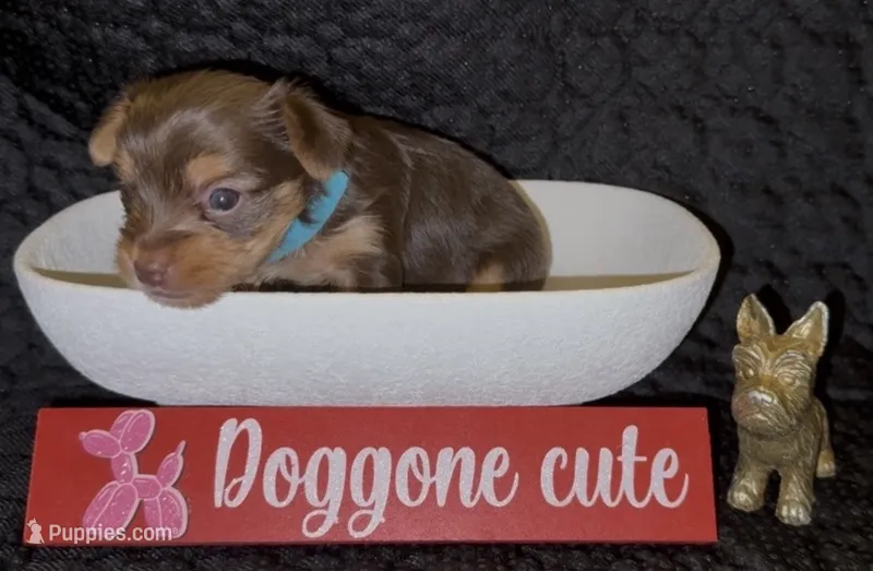 Cash – Yorkshire Terrier puppy for sale in Chattanooga, TN
