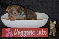 Cash, a male Yorkshire Terrier for sale in Chattanooga, TN – 1 of 4