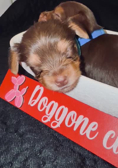 Cash, a male Yorkshire Terrier for sale in Chattanooga, TN – 4 of 4