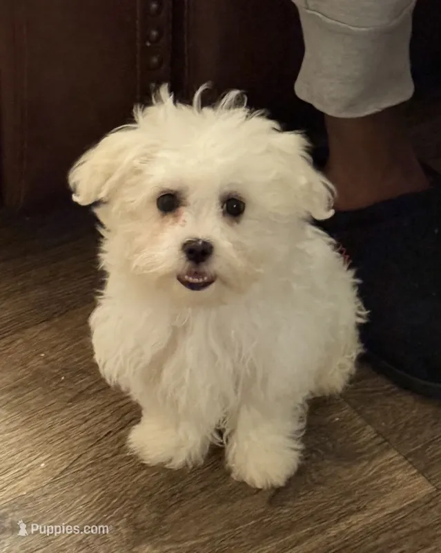 Willie Nelson – Maltese puppy for sale in Chattanooga, TN