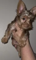 Knox READY TO GO, a male Yorkshire Terrier for sale in Chattanooga, TN – 2 of 10