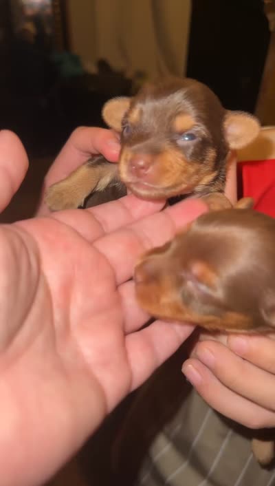 Cash BORN 7/22 REDUCED FROM $2500, a male Yorkshire Terrier for sale in Chattanooga, TN – 6 of 6