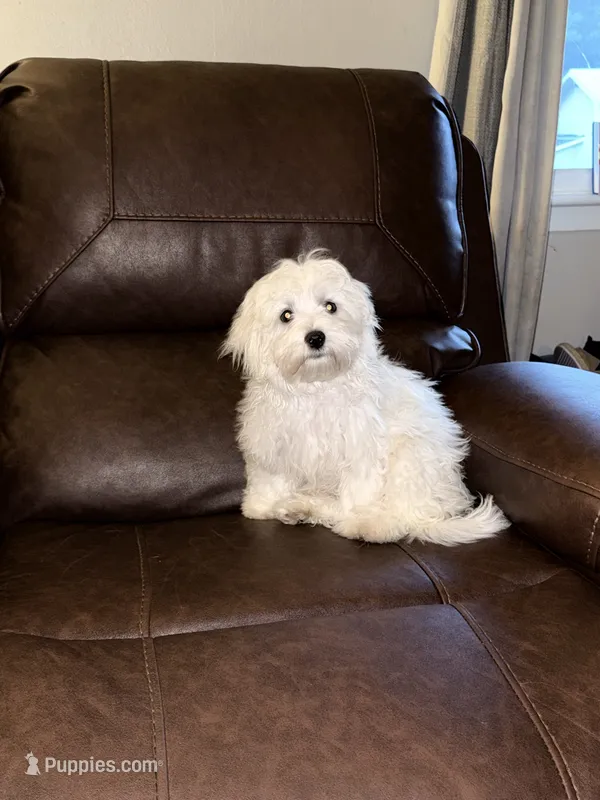 REDUCED-Toby – Maltese puppy for sale in Chattanooga, TN