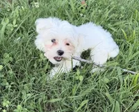 Reva , a female Maltese for sale in Chattanooga, TN – 3 of 4