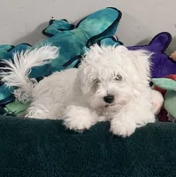 Toby Keith, a male Maltese for sale in Chattanooga, TN – 7 of 7