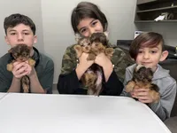 Juliet’s litter-CHOC. Yorkie, a  Yorkshire Terrier for sale in Chattanooga, TN – 7 of 8