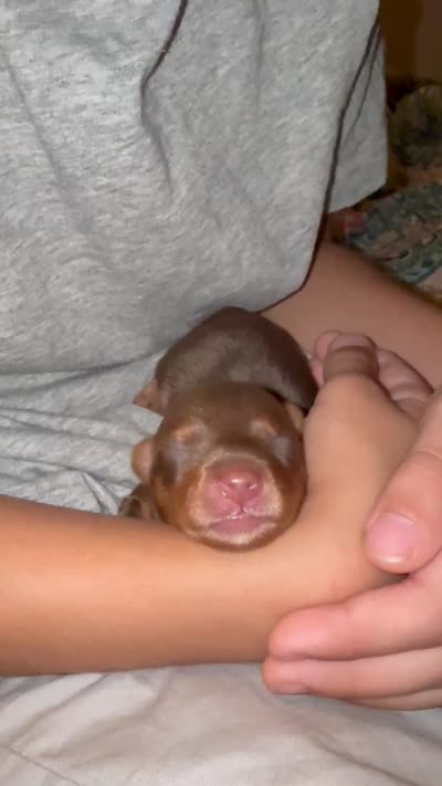 Knox BORN 7/22 REDUCED FROM $2500, a male Yorkshire Terrier for sale in Chattanooga, TN – 6 of 7