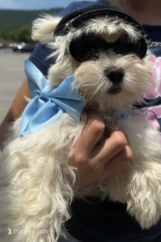 Will – Maltese puppy for sale in Chattanooga, TN