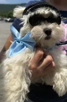 Will, a male Maltese for sale in Chattanooga, TN – 1 of 4
