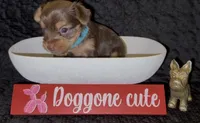 Cash, a male Yorkshire Terrier for sale in Chattanooga, TN – 3 of 4
