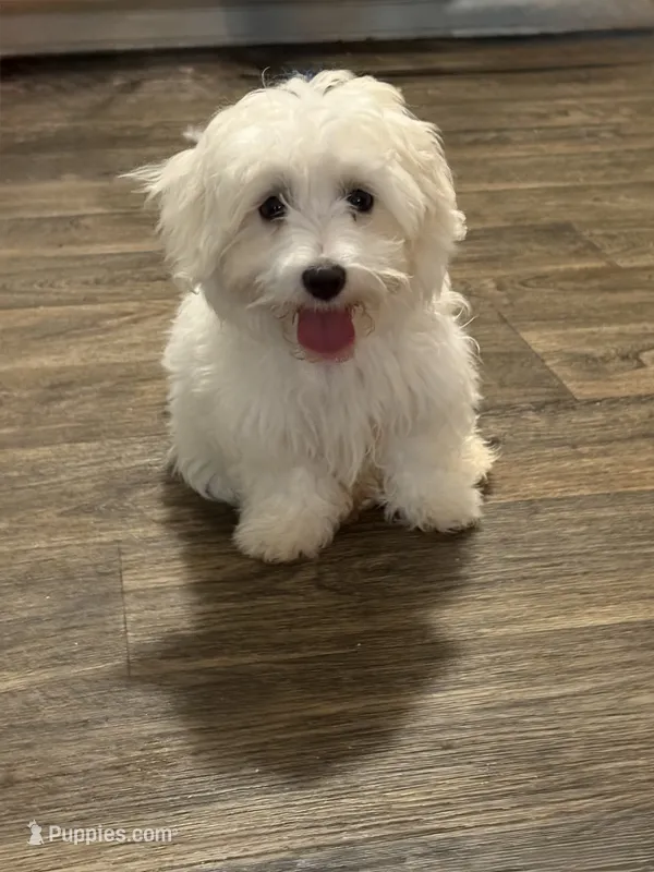 REDUCED-Toby – Maltese puppy for sale in Chattanooga, TN