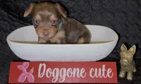 Cash, a male Yorkshire Terrier for sale in Chattanooga, TN – 2 of 4