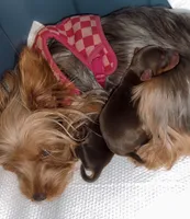 Cash BORN 7/22, a male Yorkshire Terrier for sale in Chattanooga, TN – 2 of 4
