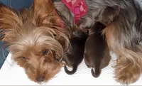 Knox BORN 7/22, a male Yorkshire Terrier for sale in Chattanooga, TN – 2 of 4