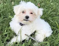 Reva , a female Maltese for sale in Chattanooga, TN – 4 of 4