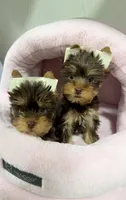 Juliet’s litter-CHOC. Yorkie, a  Yorkshire Terrier for sale in Chattanooga, TN – 6 of 8