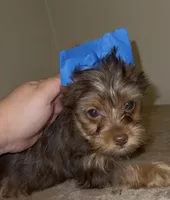 Cash READY TO GO, a male Yorkshire Terrier for sale in Chattanooga, TN – 3 of 10