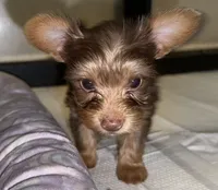 Knox READY TO GO, a male Yorkshire Terrier for sale in Chattanooga, TN – 8 of 10