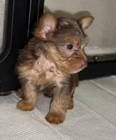 Knox READY TO GO, a male Yorkshire Terrier for sale in Chattanooga, TN – 9 of 10
