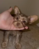 Knox READY TO GO, a male Yorkshire Terrier for sale in Chattanooga, TN – 3 of 10