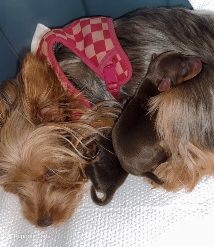 Knox BORN 7/22 – Yorkshire Terrier puppy for sale in Chattanooga, TN
