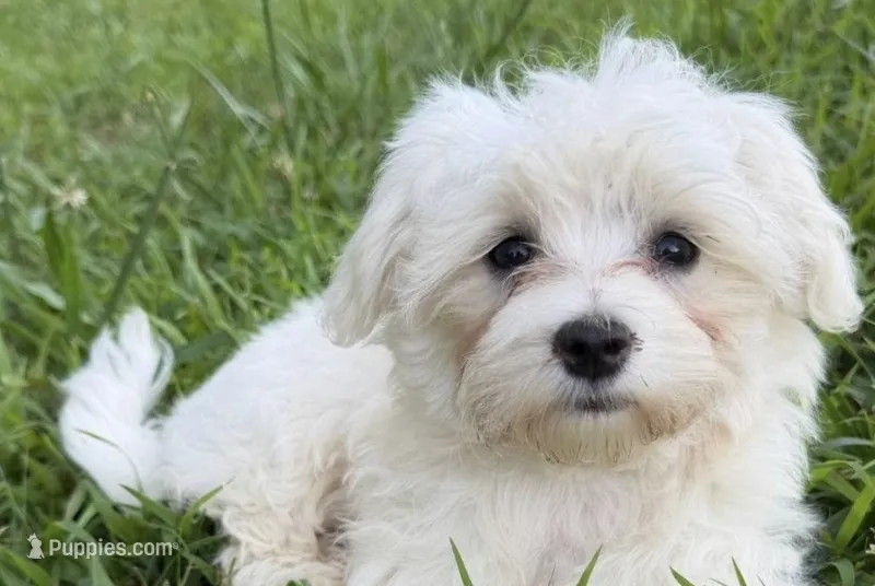 Toby – Maltese puppy for sale in Chattanooga, TN