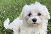 Toby, a male Maltese for sale in Chattanooga, TN – 1 of 4