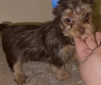 Cash READY TO GO, a male Yorkshire Terrier for sale in Chattanooga, TN – 4 of 10