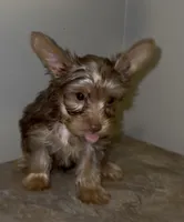 Knox READY TO GO, a male Yorkshire Terrier for sale in Chattanooga, TN – 4 of 10