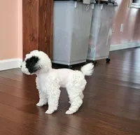 mia, a female Poodle - Miniature  for sale in Boaz, AL – 8 of 8