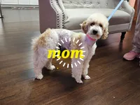 mia, a female Poodle - Miniature  for sale in Boaz, AL – 9 of 9