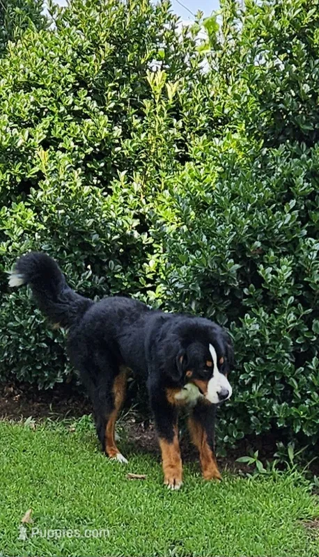 kuma – Bernese Mountain Dog puppy for sale in Boaz, AL
