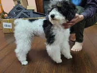 AKY, a male Poodle - Miniature  for sale in Boaz, AL – 4 of 5
