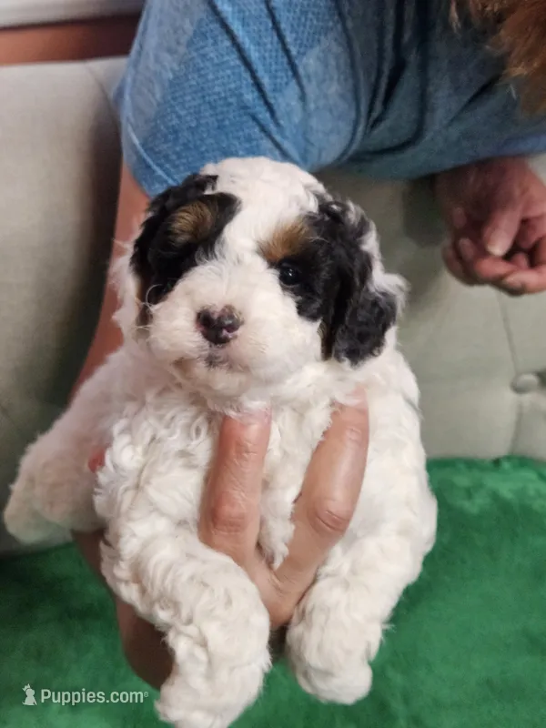 mia – Poodle - Miniature  puppy for sale in Boaz, AL